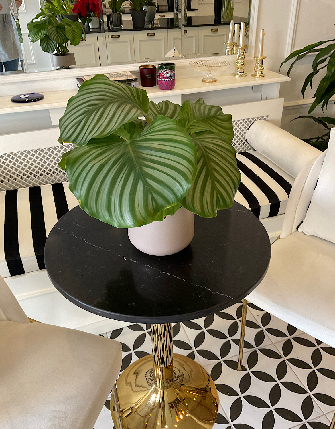 Calathea Orbifolia