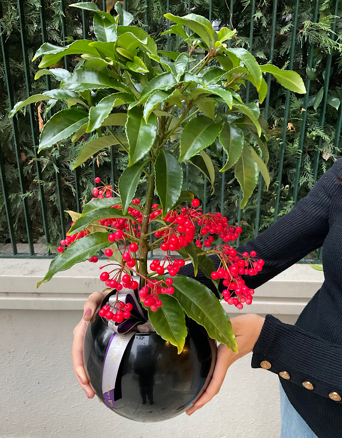 Ardisia Crenata