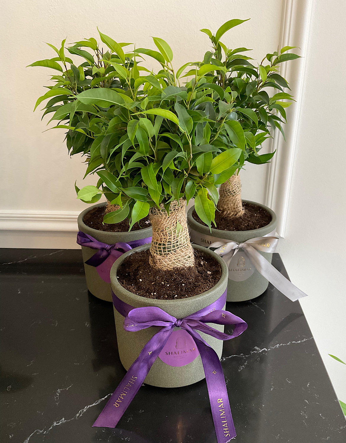 Ficus Benjamin