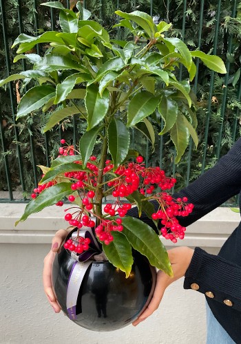 Ardisia Crenata
