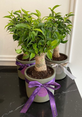 Ficus Benjamin