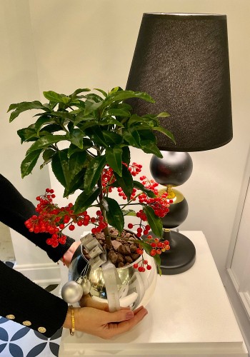 Ardisia Crenata