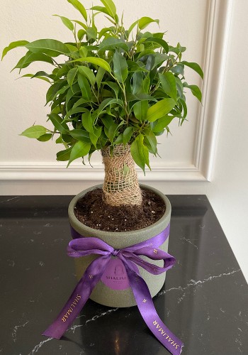 Ficus Benjamin