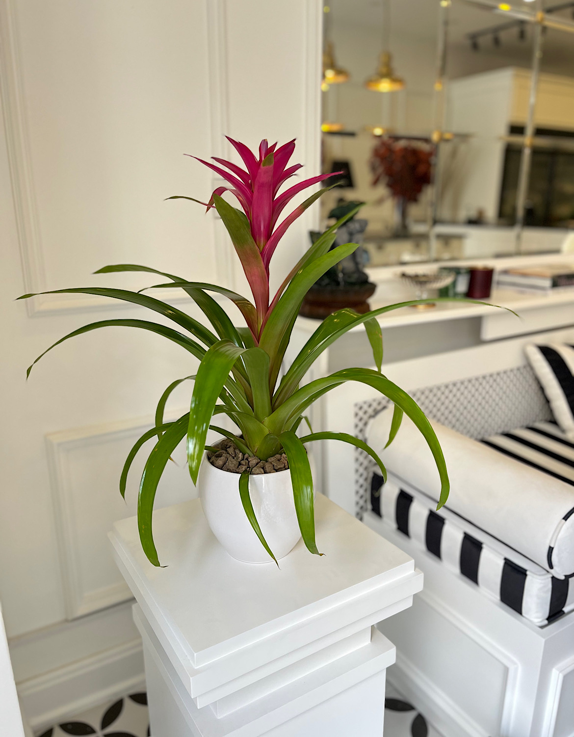 Guzmania
