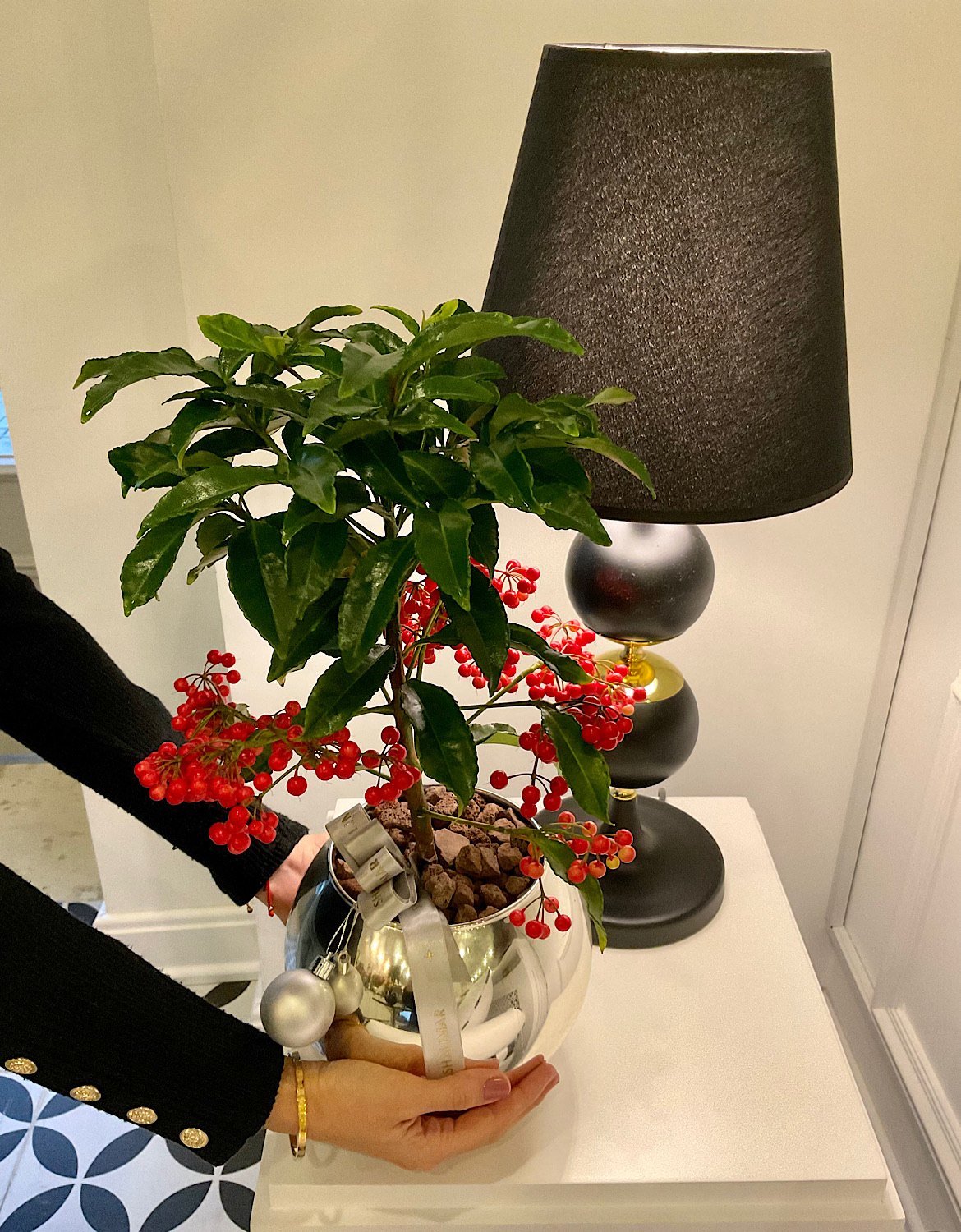 Ardisia Crenata