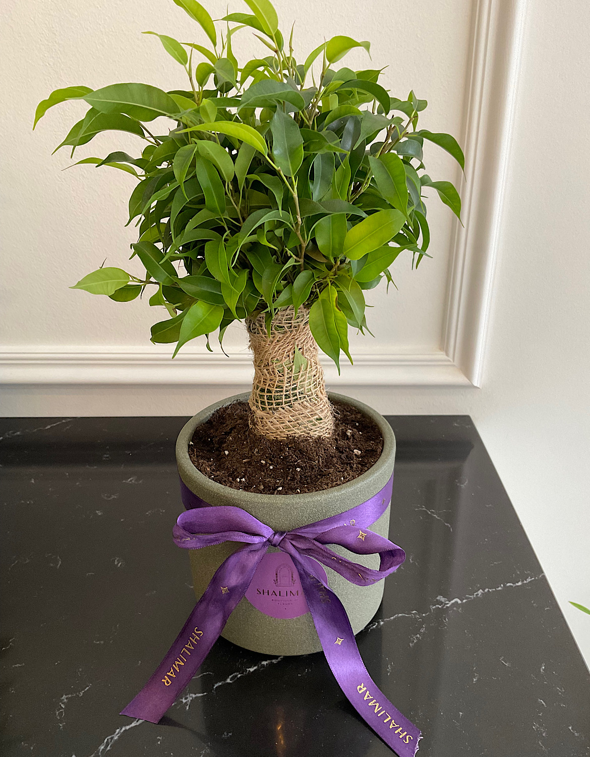 Ficus Benjamin