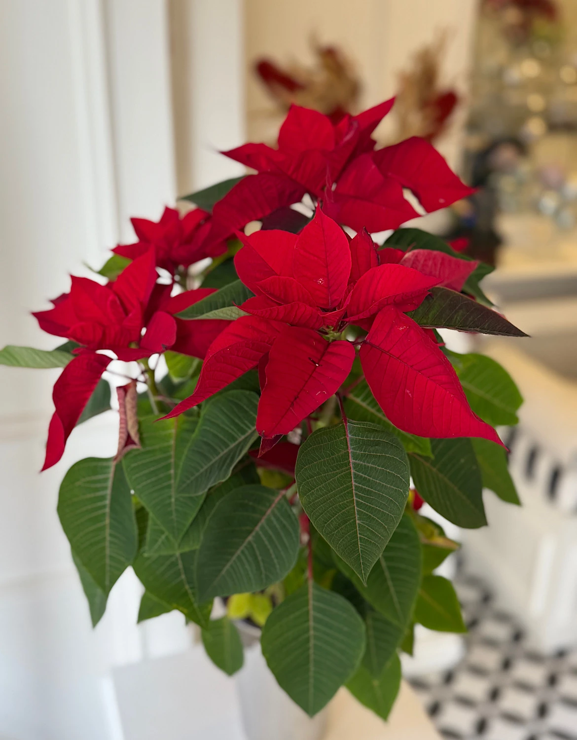 Kırmızı Yılbaşı Ponsetya