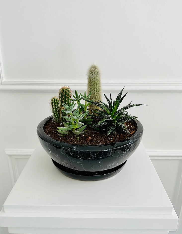 Kaktüs Ve Sukulent Aranjmanı