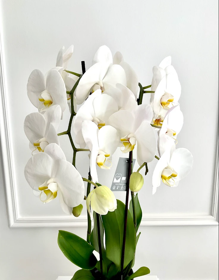 Beyaz Orkide