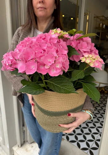 Sepette Pembe Ortanca