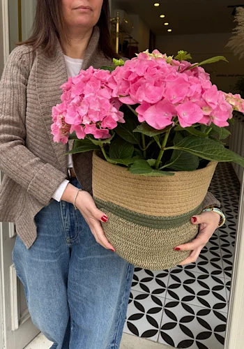 Sepette Pembe Ortanca