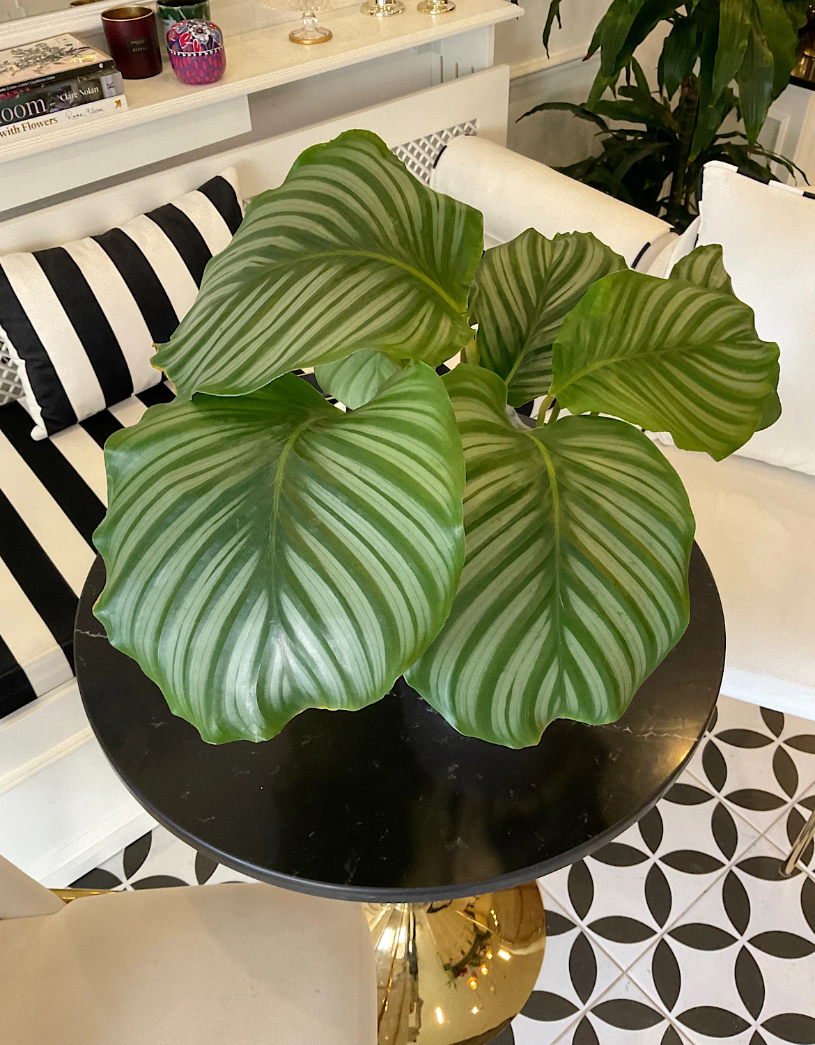 Calathea Orbifolia