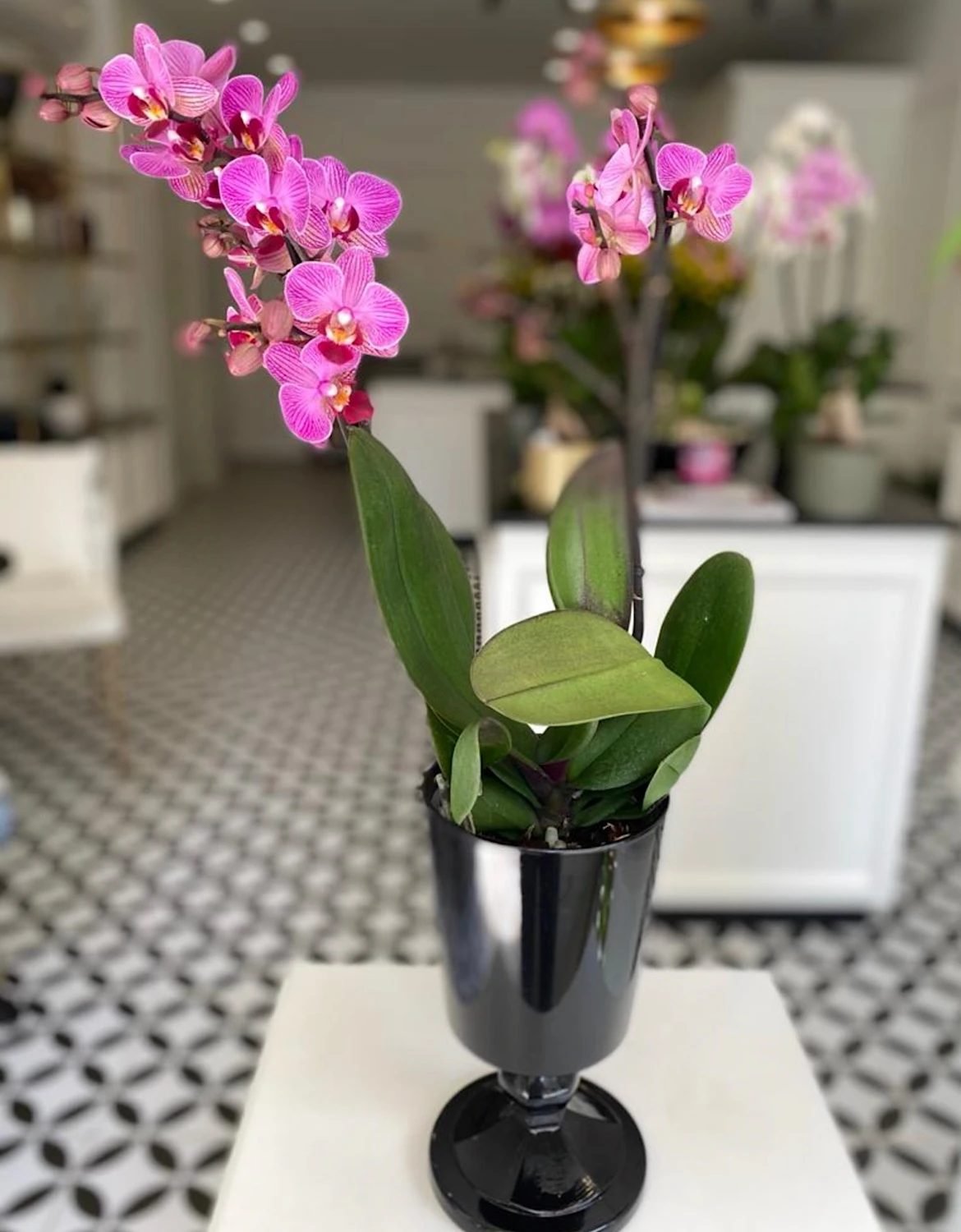 Fuşya Bellisimo Orkide