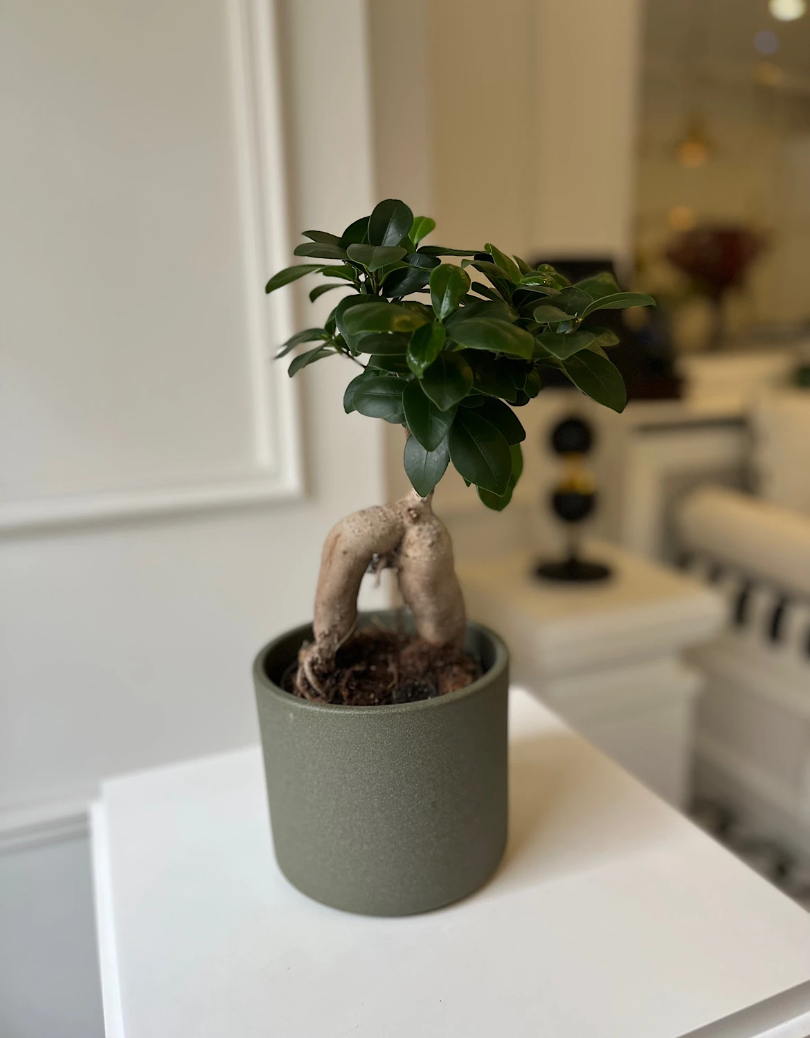 Ficus Ginseng Bonsai