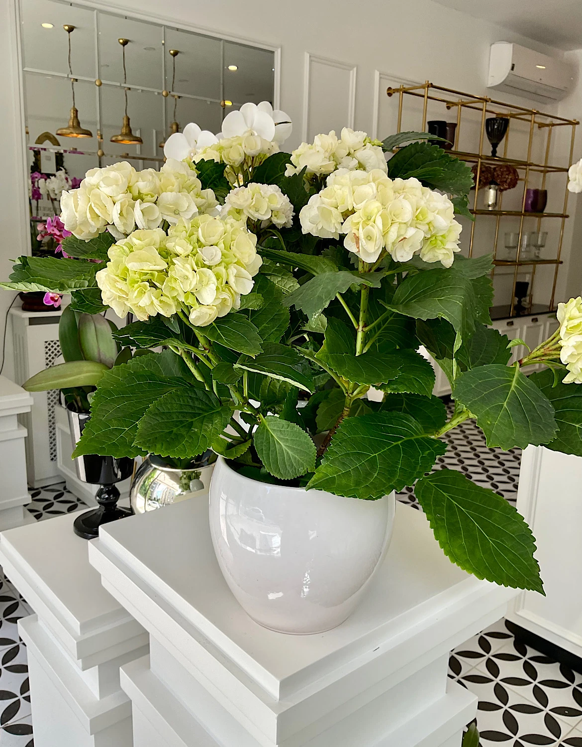 Saksıda Beyaz Ortanca