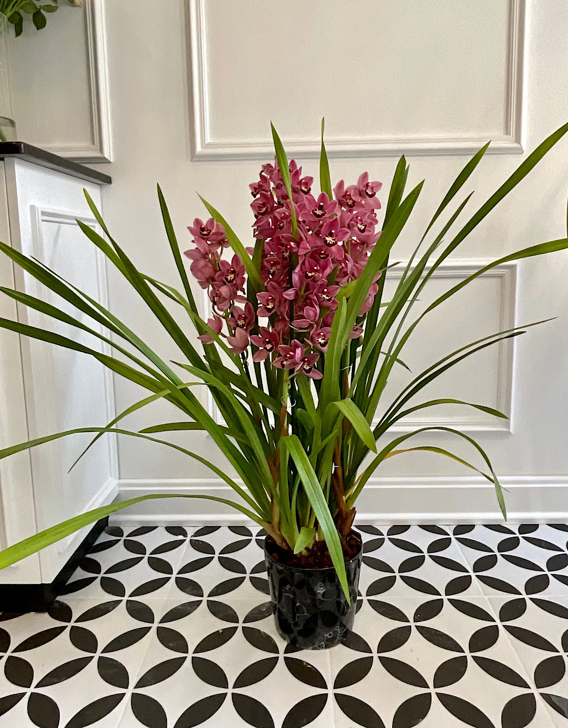Cymbidium Orkide